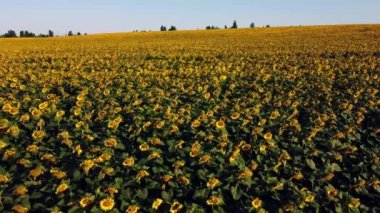 Ayçiçeği tarlasında büyüyen ayçiçeklerinin üzerinde uçan hava aracı görüntüsü.