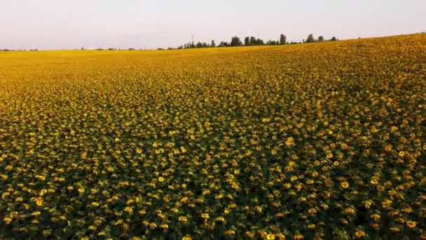 Drohnenflug über Sonnenblumen, die auf Sonnenblumenfeld wachsen. — Stockvideo