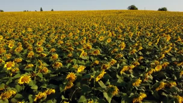 Avión teledirigido vuelo sobre el campo con cabezas de girasol maduras al atardecer. — Vídeos de Stock