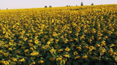 Olgun ayçiçeği başlıklarıyla birlikte hava aracı görüş alanı üzerinde uçuyor.