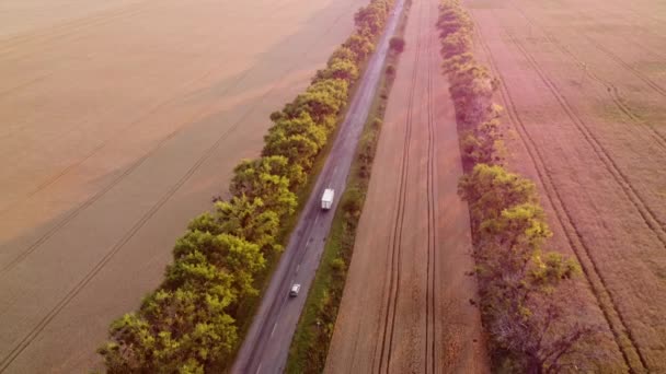 Şafak vakti buğday tarlaları arasında uçan drone.. — Stok video