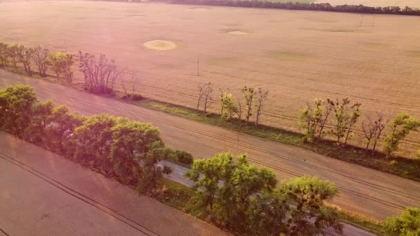 Drone che sorvola la strada tra campi di grano durante il tramonto dell'alba. — Video Stock