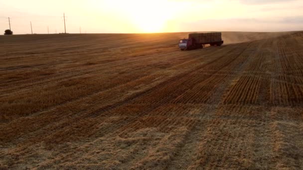 Truck loaded with haystacks drives through wheat field after harvest at sunset — Stock Video