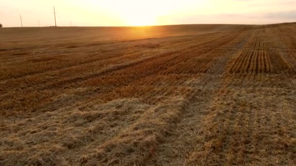 Voo de visão aérea de drones sobre talos de trigo cortado no campo de trigo após a colheita. — Vídeo de Stock