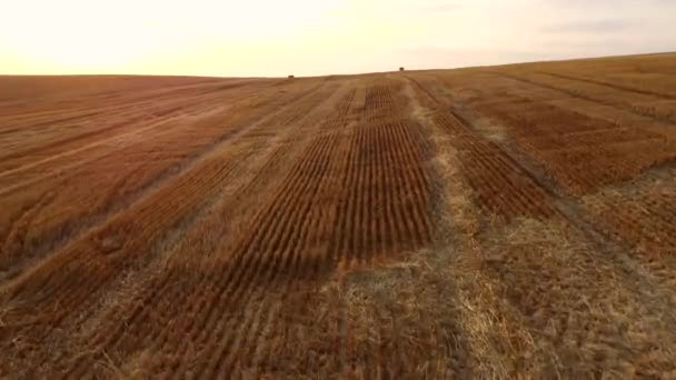 Політ безпілотника над стеблами скошування пшениці на пшеничному полі після збору врожаю . — стокове відео