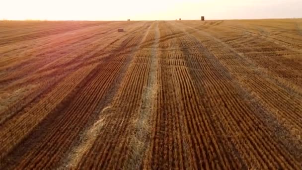 Aerial drone view flight over stalks of mown wheat in wheat field after harvest. — Stock Video