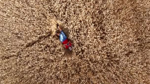 Une fille couchée par terre dans un champ de blé. Vue de dessus. Vue aérienne du drone. — Video