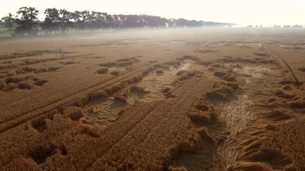 Voando sobre um campo de trigo em uma manhã cedo de verão. — Vídeo de Stock