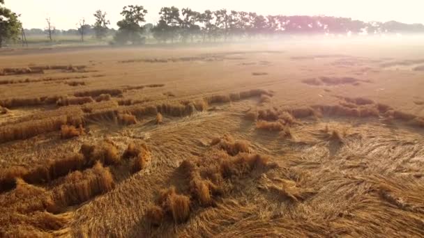 Voando sobre um campo de trigo em uma manhã cedo de verão. — Vídeo de Stock