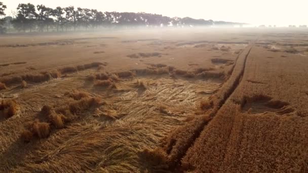 Latanie nad polem pszenicy wczesnym letnim rankiem. — Wideo stockowe