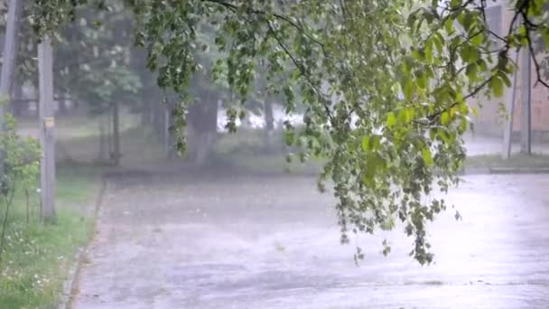 Regen asfalt bladeren boom — Stockvideo