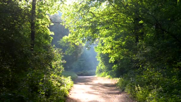 La luz del sol en el bosque en la mañana en verano — Vídeo de stock