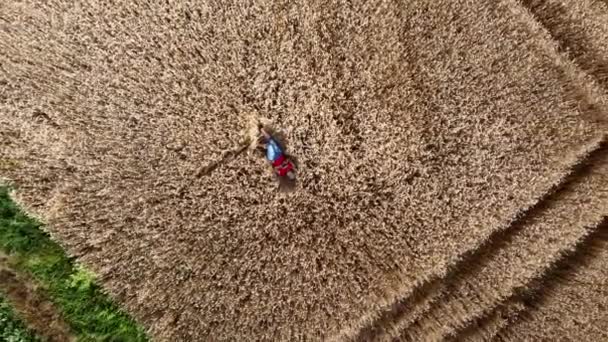 Een meisje op de grond in een tarweveld. Bovenaanzicht. Luchtdrone zicht. — Stockvideo
