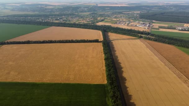 Drohnenflug über verschiedene gelb-grüne landwirtschaftliche Felder — Stockvideo