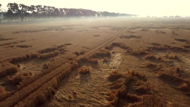 Latanie nad polem pszenicy wczesnym letnim rankiem. — Wideo stockowe