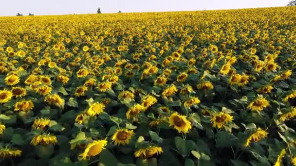 Avión teledirigido vuelo sobre campo ver con cabezas de girasol maduras — Vídeos de Stock