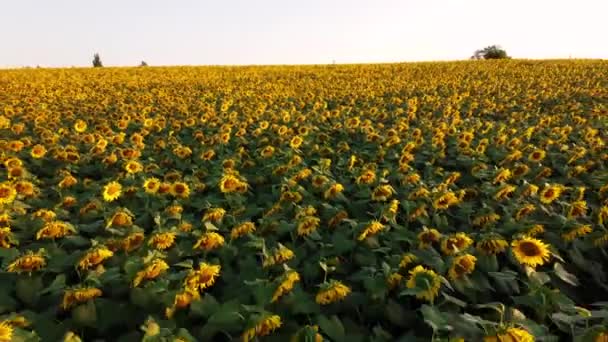 Avión teledirigido vuelo sobre campo ver con cabezas de girasol maduras — Vídeos de Stock