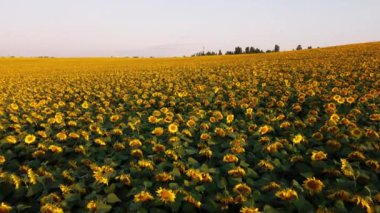 Ayçiçeği tarlasında büyüyen ayçiçeklerinin üzerinde uçan hava aracı görüntüsü.