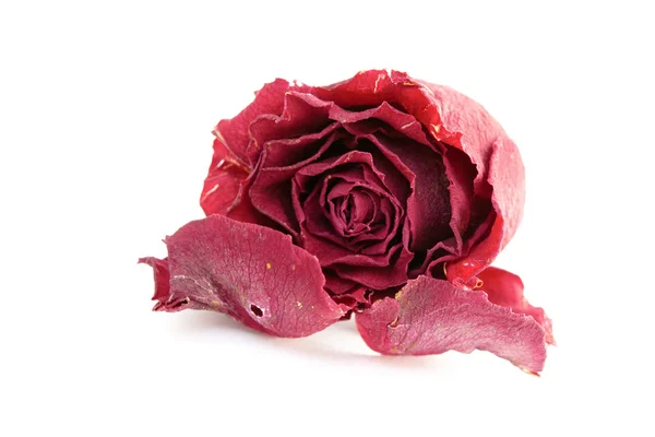 Сушеная красная роза и два лепестка — стоковое фото