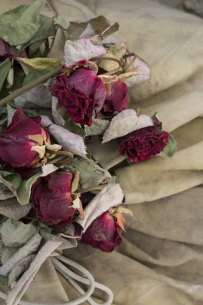 Красные сухие розы на бежевом фоне — стоковое фото