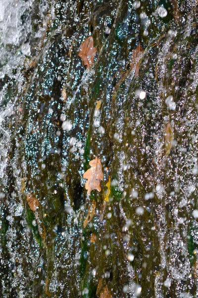 Postříkání vodou suché dubové listí — Stock fotografie