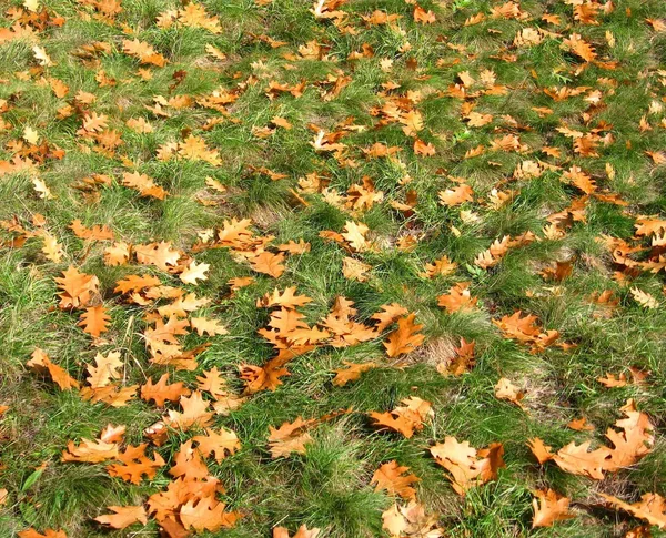 Background yellow dry oak leaves lying on the green grass — Stock Photo, Image