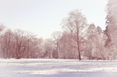 çok kış ağaç ormandaki  