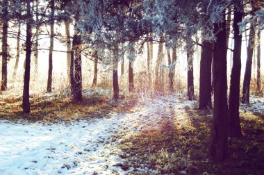 ağaç gövdeleri ile güneş ışığı parlıyor