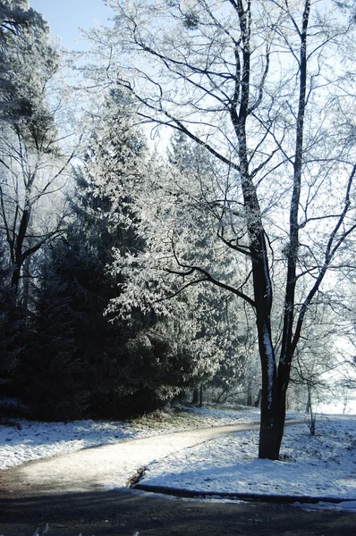 Tree with hoarfrost on the branches near a dirt road — Stock Photo, Image