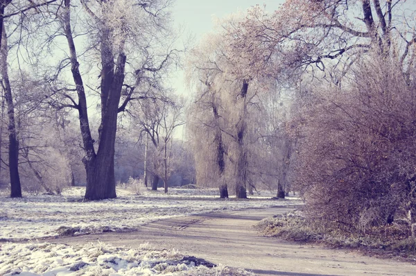 Зимові дерева в парку і брудна дорога — стокове фото