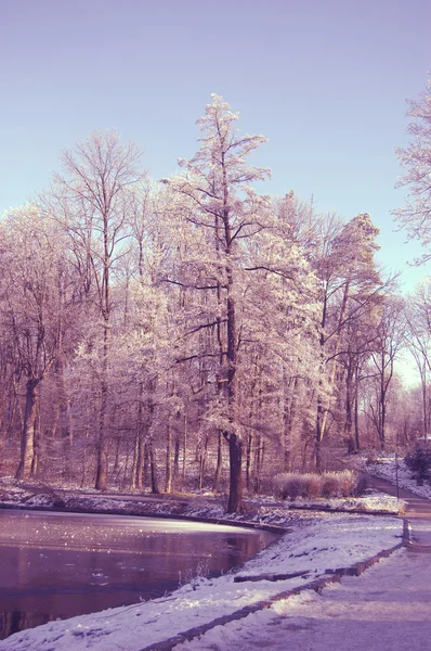 Árbol alto cerca del lago enyesado con nieve — Foto de Stock