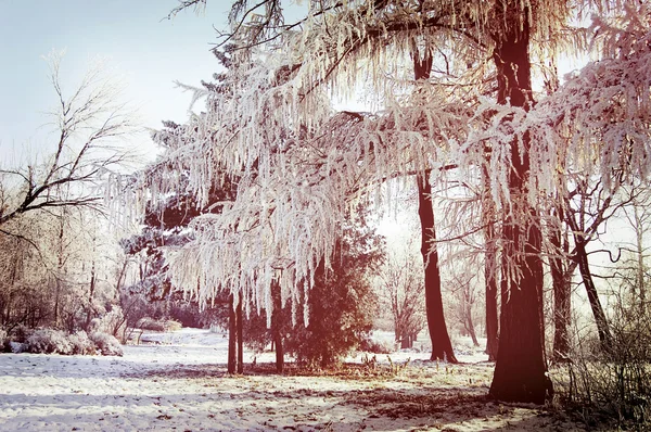 Winter tree branches covered with snow — Stock Photo, Image