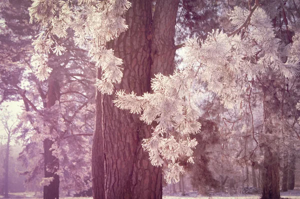 Rama de pino con nieve — Foto de Stock