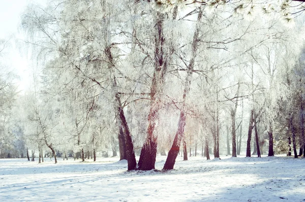 Trois troncs de bouleau dans la neige — Photo