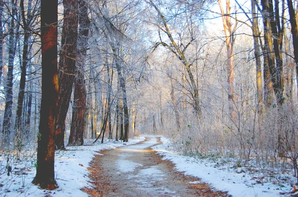 Chemin de terre dans la forêt en hiver — Photo