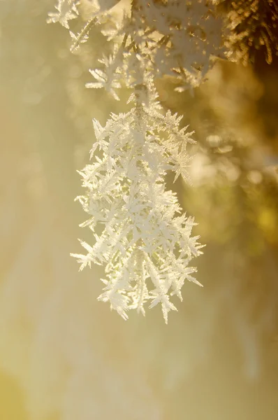 雪の中、霜で松の枝 — ストック写真