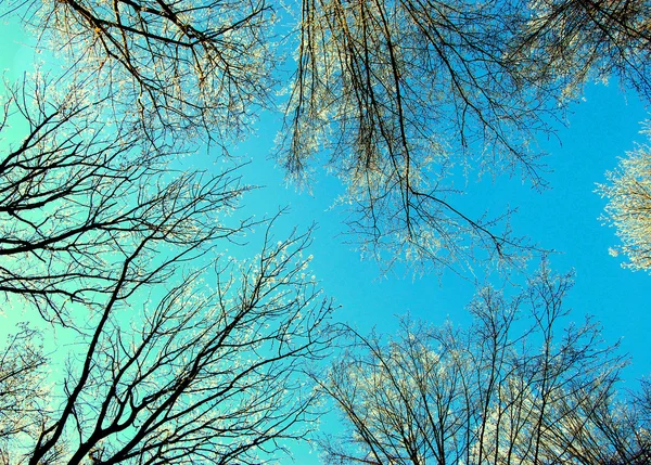 Ramas de árboles contra el cielo azul — Foto de Stock