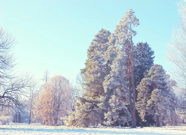 Kışın güneşli bir çayırda büyüyen uzun boylu çam ağaçları — Stok fotoğraf
