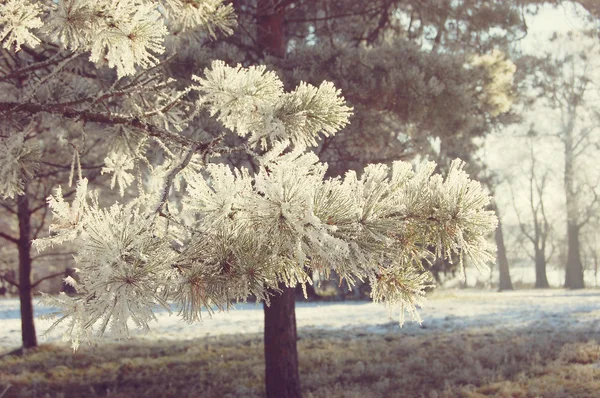 Pine branches with needles covered with snow — 스톡 사진