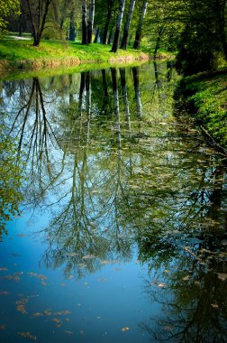 ağaç gövdeleri su yansıması bahar