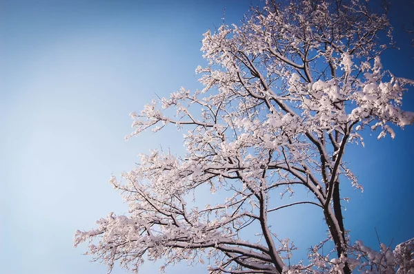 Ветви деревьев покрыты снегом — стоковое фото