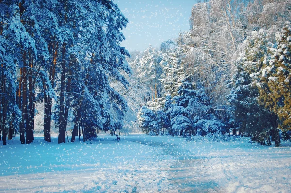 Tall trees and a path in the park — Stock Photo, Image