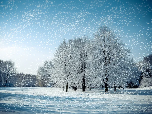 Three tree in a field in winter with falling snow — Stock Photo, Image