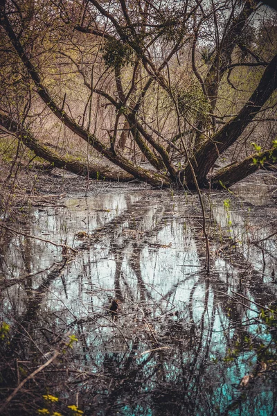 Moeras met vertakte boom en water in het voorjaar van — Stockfoto