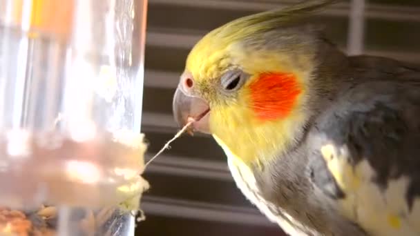 Corella szary papuga dziób gryzie wątku biały — Wideo stockowe