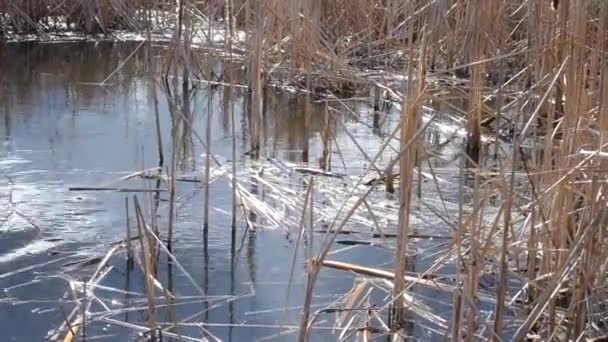 Rumput kering tumbuh dan tercermin di dalam air — Stok Video