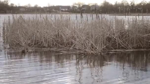 Tallo seco, cañas balanceándose en el viento y crece en el medio del lago — Vídeos de Stock