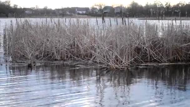 Сухе стебло, очерет, що ширяє на вітрі і росте посеред озера — стокове відео