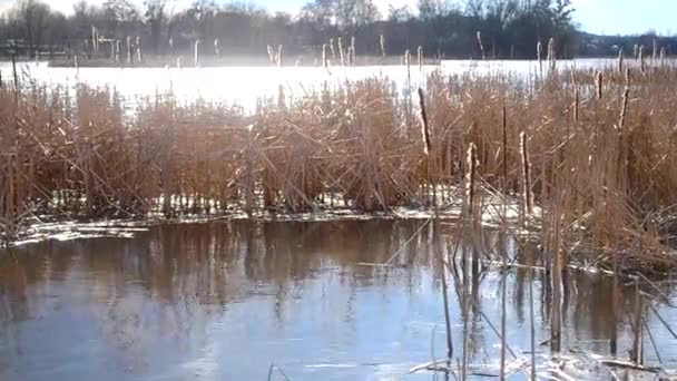 Dry stem, reeds swaying in the wind and grows in the middle of the lake with bright shining sun — Stock Video