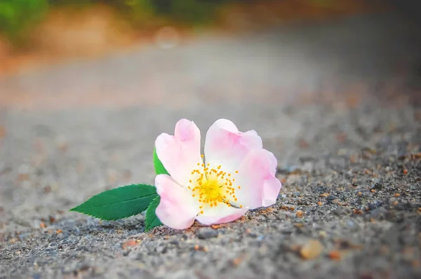 Ροζ λουλούδι στην άσφαλτο — Φωτογραφία Αρχείου